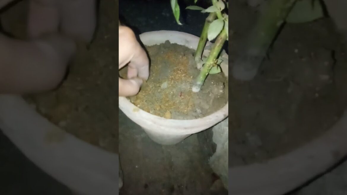 Rose Suckers And Branch Difference 🌿🌹 | How To Grow Rose At Home 🌱🌹 | Rose Suckers @dailyhabits92