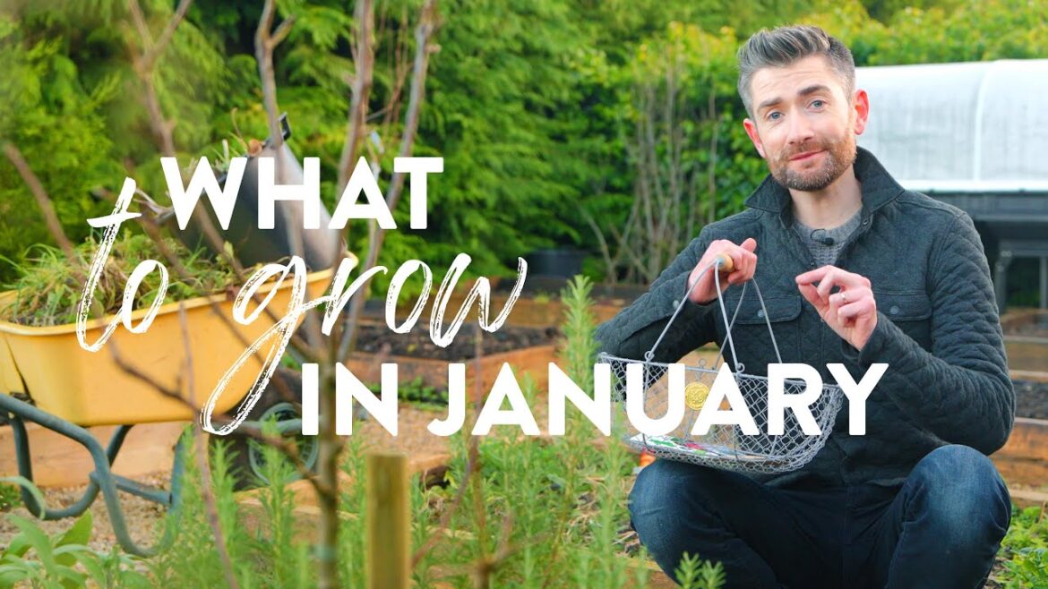 What to Plant in January | Not the Usual 'What to Sow' Video!