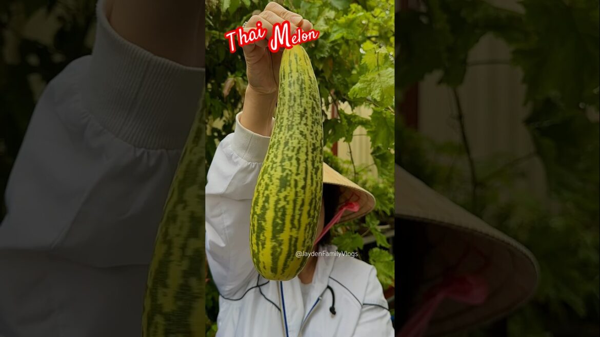 Fruit Cutting Thai MELON 🍈😱 #shorts #satisfying #fruit #melon #fruitcutting #fypシ