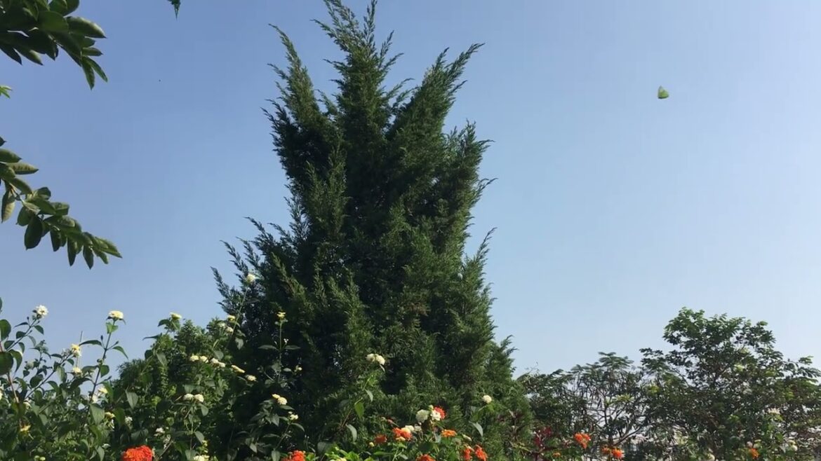 Chasing Leaves: Hiking Trails in Hanoi's Surroundings