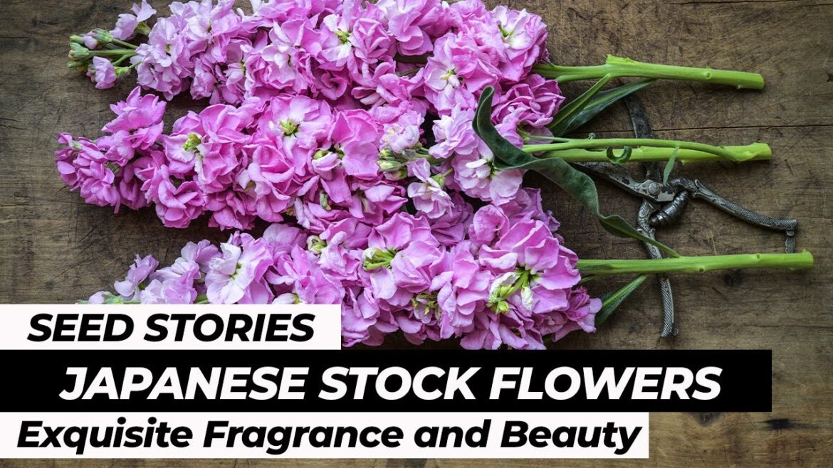Japanese Stock: Exquisite Fragrance and Beauty Japanese Stock: Exquisite Fragrance and Beauty