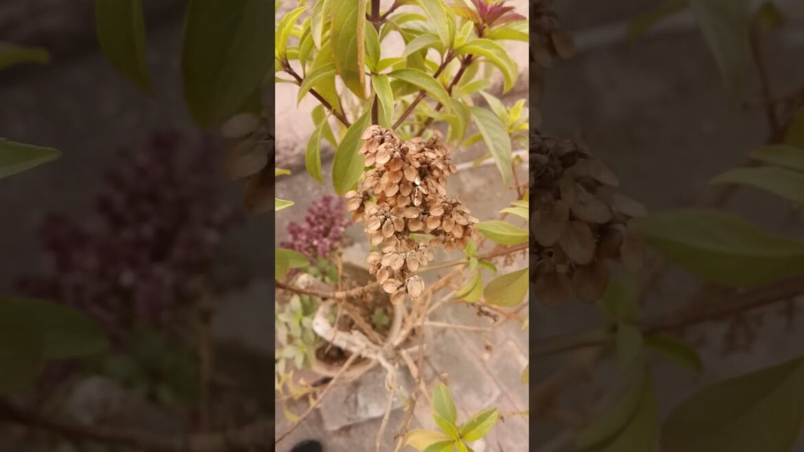 When ThaiBasil Seeds Are Ready🌾 | Basil Rip Seeds🌾 | Thai Basil Seeds🌾 | Sweet Basil @dailyhabits92 When ThaiBasil Seeds Are Ready🌾 | Basil Rip Seeds🌾 | Thai Basil Seeds🌾 | Sweet Basil @dailyhabits92