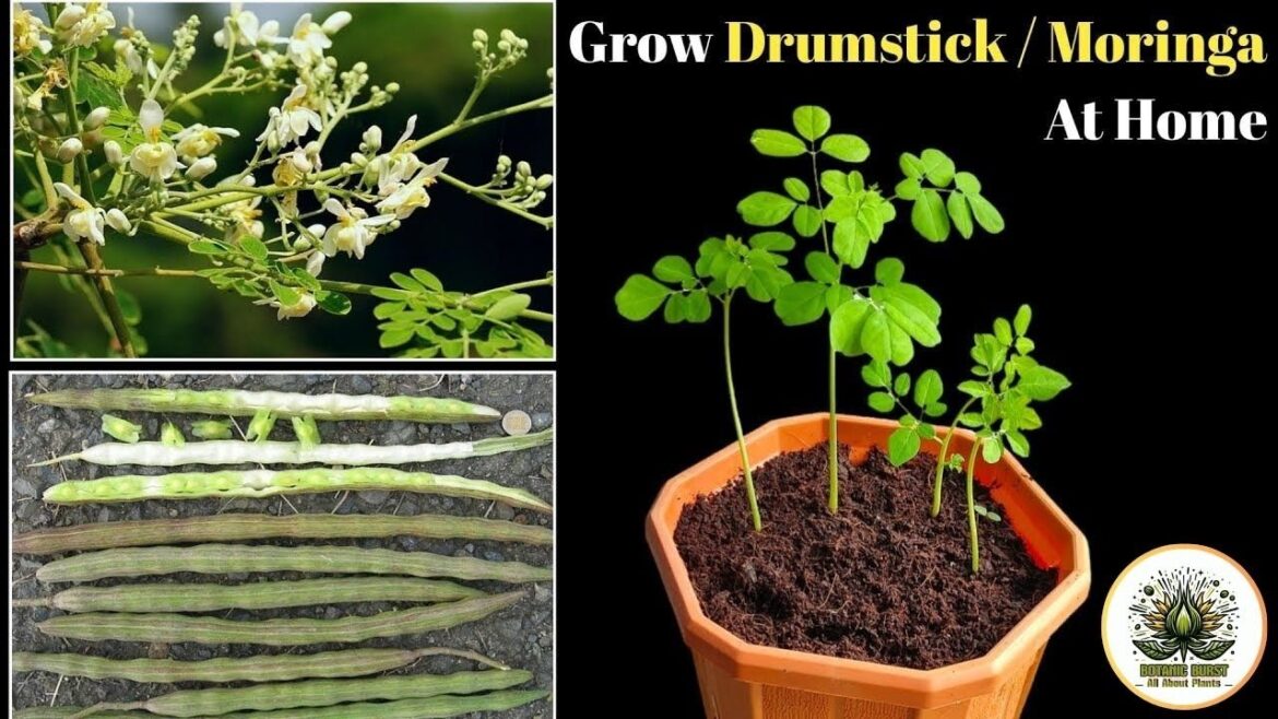 How to grow Moringa How to grow Moringa