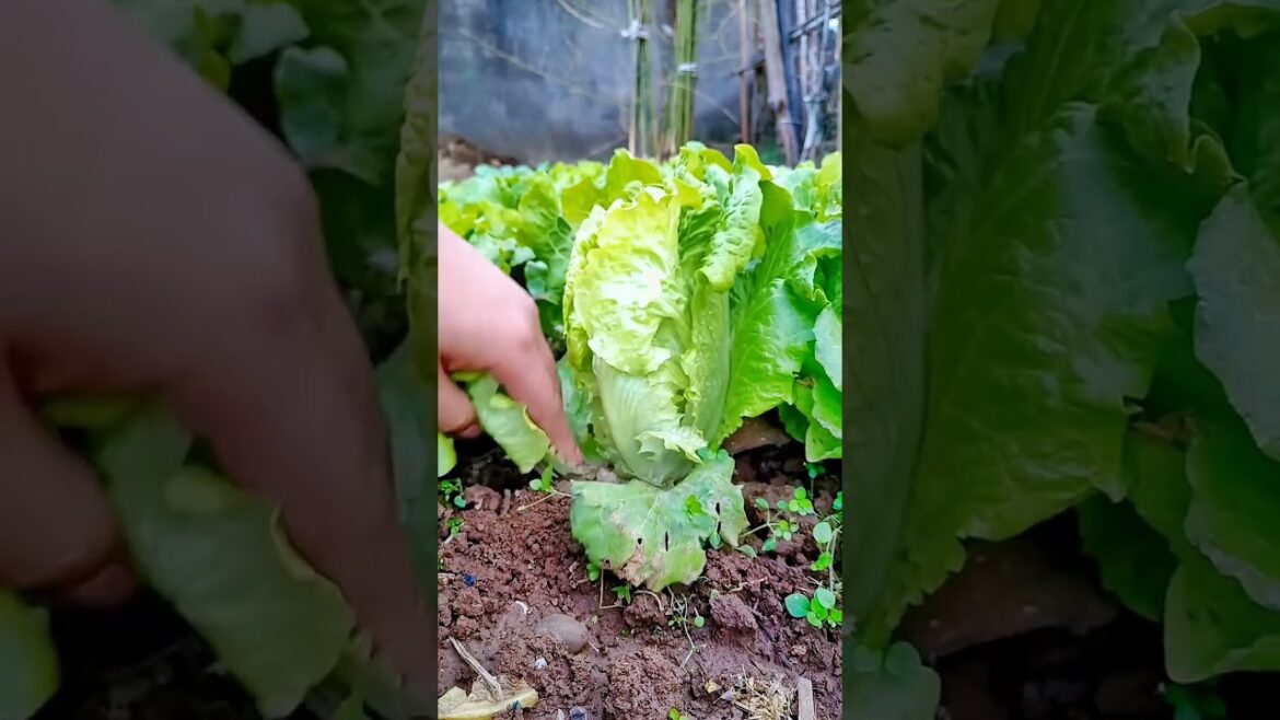 Grow gardening at home with best idea #ideagarden #lifegarden Grow gardening at home with best idea #ideagarden #lifegarden