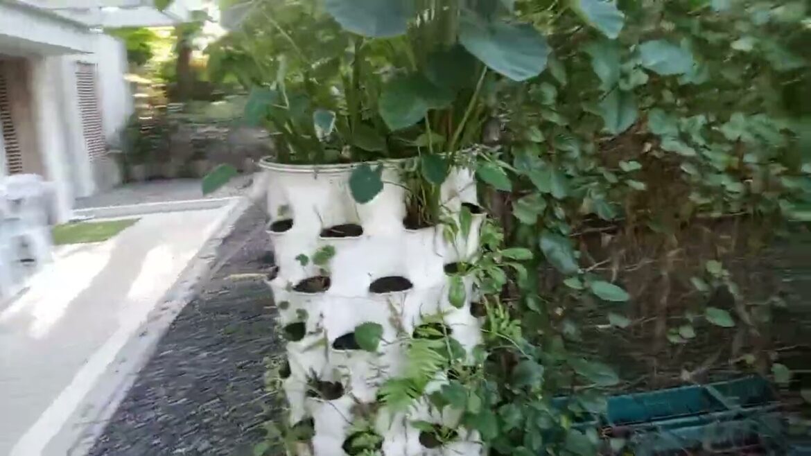 Garden tips and idea, Garden update