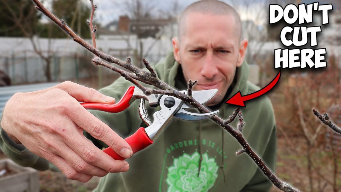James Prigioni: This Method of Pruning Trees will Simplify Everything! This Method of Pruning Trees will Simplify Everything!