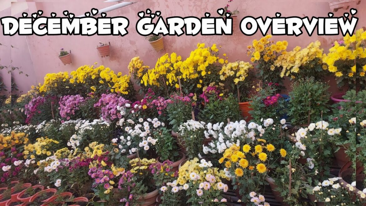 Sunday garden update in December 2023/Backyard garden tour in December /December garden overview