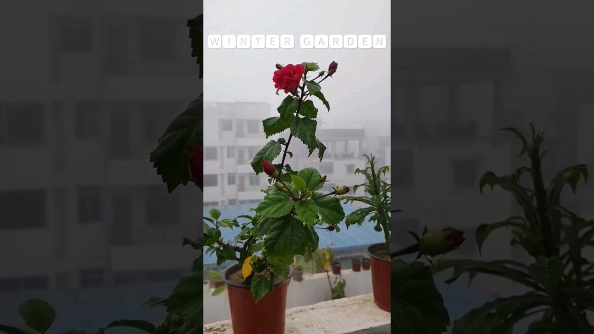 🆆🅸🅽🆃🅴🆁 🅶🅰🆁🅳🅴🅽 #garden #gardening #flowers #gardenlife #nature #plants #gardendesign #terracegarden