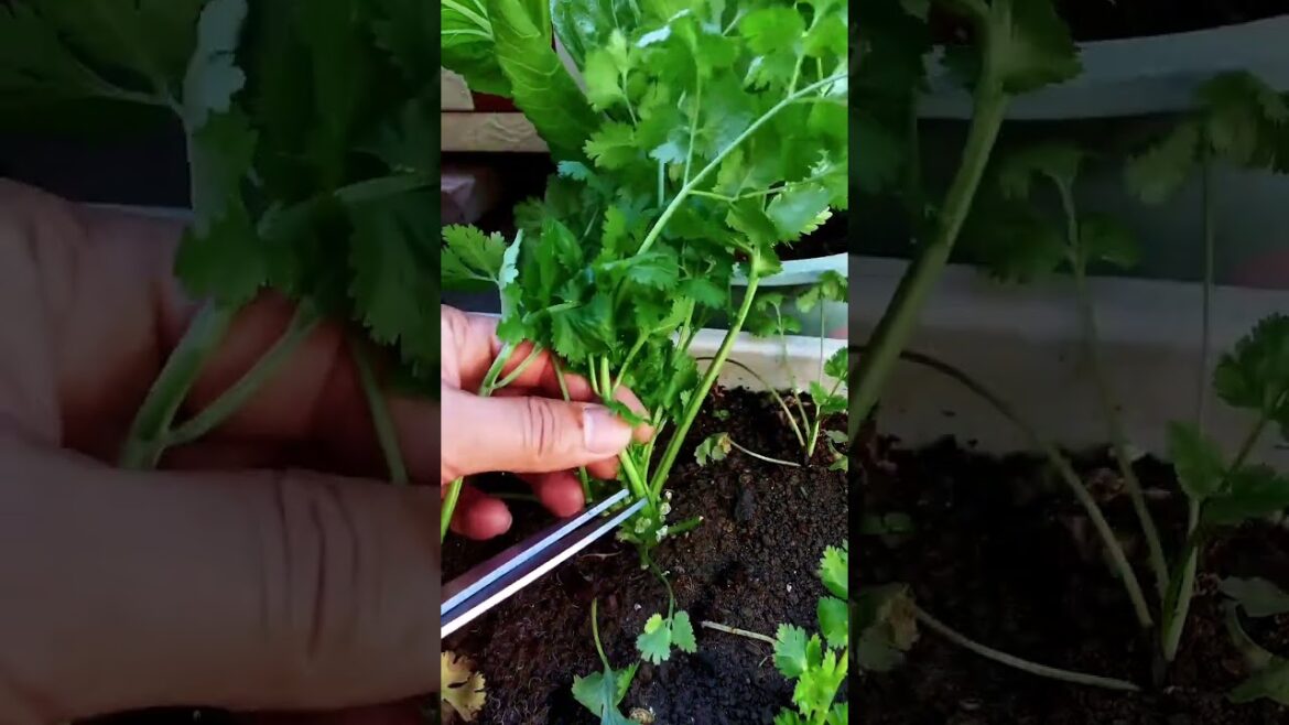 My growing garden and vegetable #shorts #garden #vegetable My growing garden and vegetable #shorts #garden #vegetable