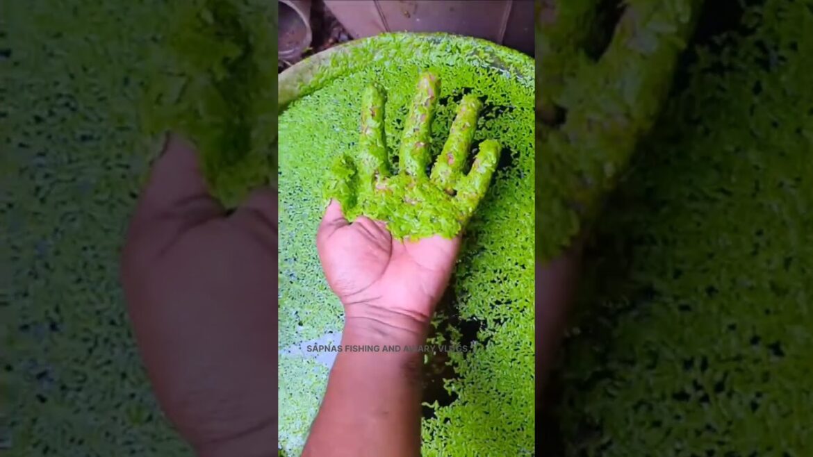 Amazing water plants in small aquarium 😍 #shorts #shortsfeed #2024 #fishtank #fish #fishaquarium Amazing water plants in small aquarium 😍 #shorts #shortsfeed #2024 #fishtank #fish #fishaquarium