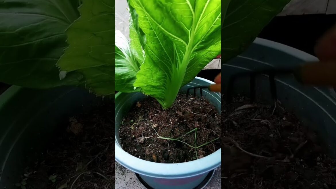 My life part of growing garden and vegetable #diygarden #vegetable My life part of growing garden and vegetable #diygarden #vegetable