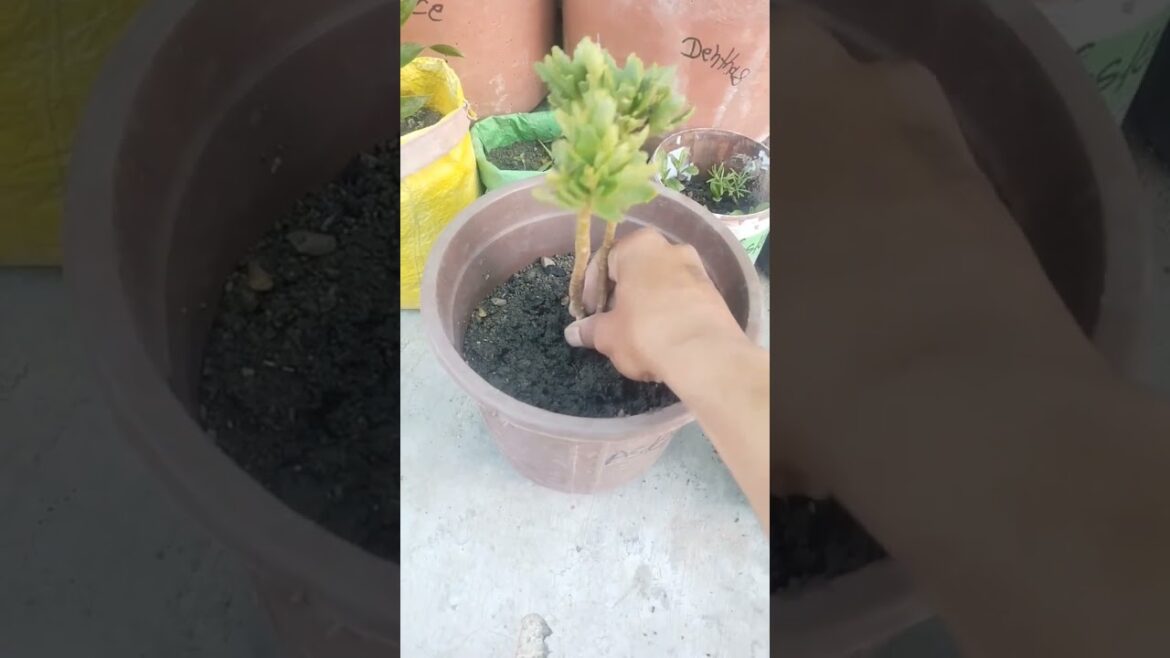 winter season mein bhar bhar ke blooms chahte Hain to kancho plant ko add karna bilkul na bhule