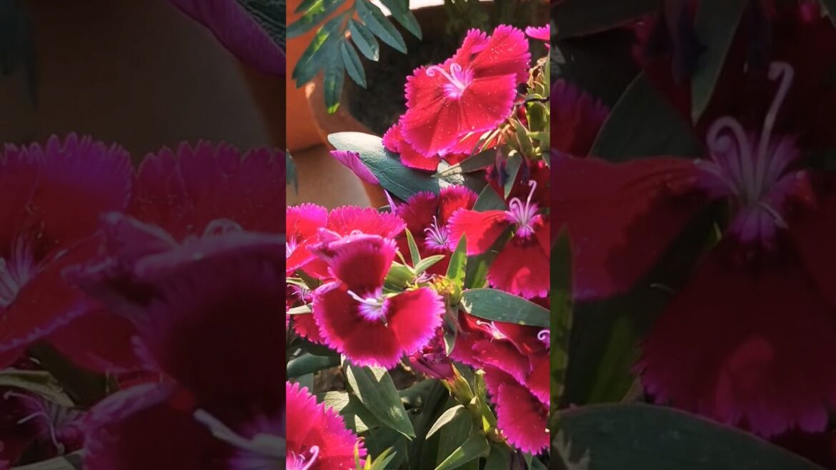 who know edible flower .? 🌸🌸🌹#trandingshorts#viral #nature #explore#youtubeshorts #songs#virlashort