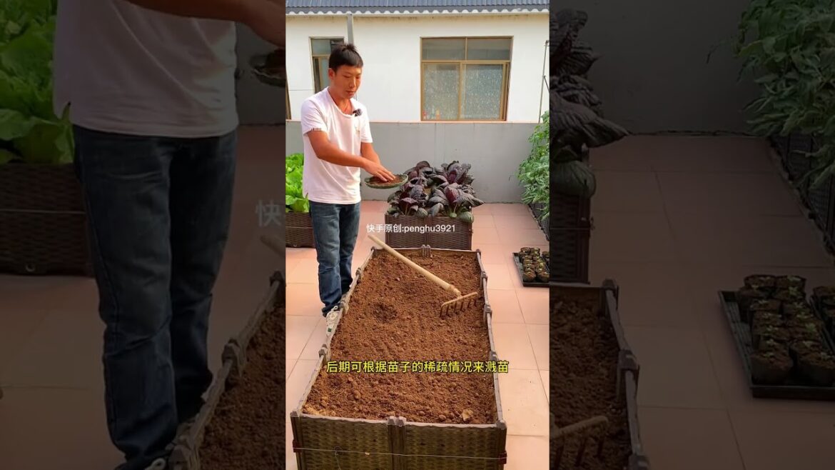 tips growing garden and vegetable #shorts #garden #vegetable tips growing garden and vegetable #shorts #garden #vegetable