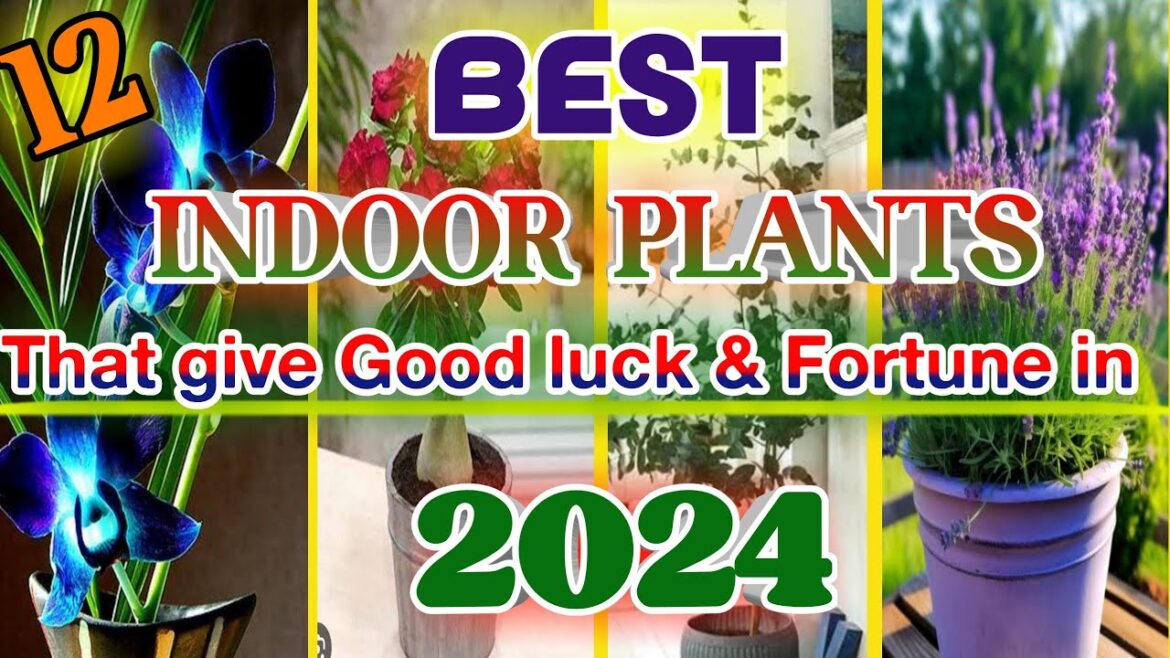 The Best 12 Indoor Plants that give Good Luck & Fortune in 2024