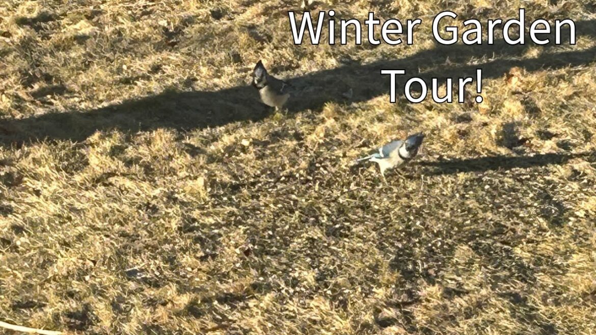 Christmas Day Garden Tour & Spring Design Plans! #garden Christmas Day Garden Tour & Spring Design Plans! #garden