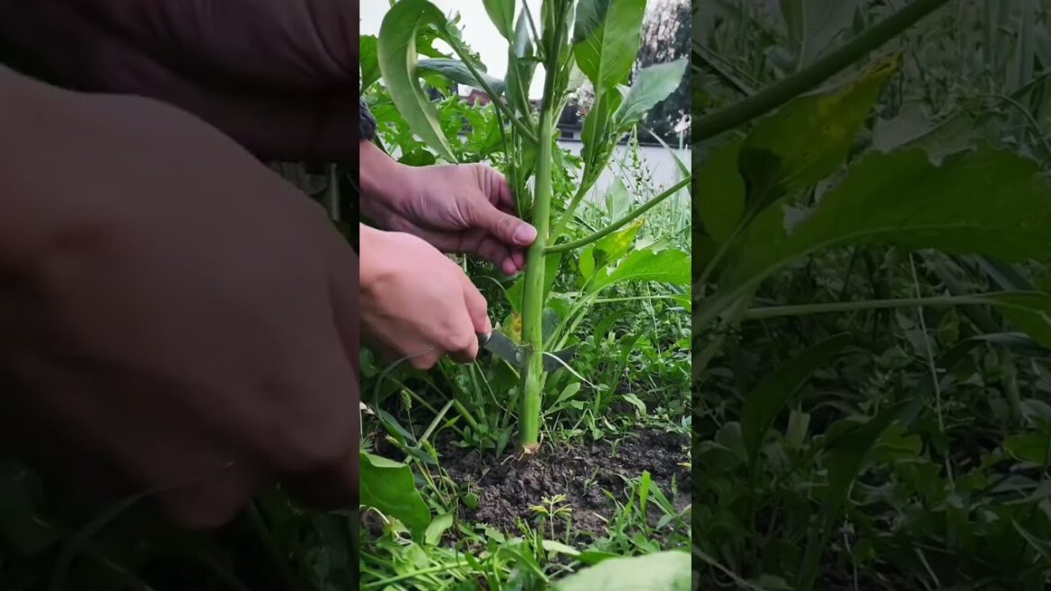 My life part of growing garden and vegetable #diygarden #vegetable My life part of growing garden and vegetable #diygarden #vegetable