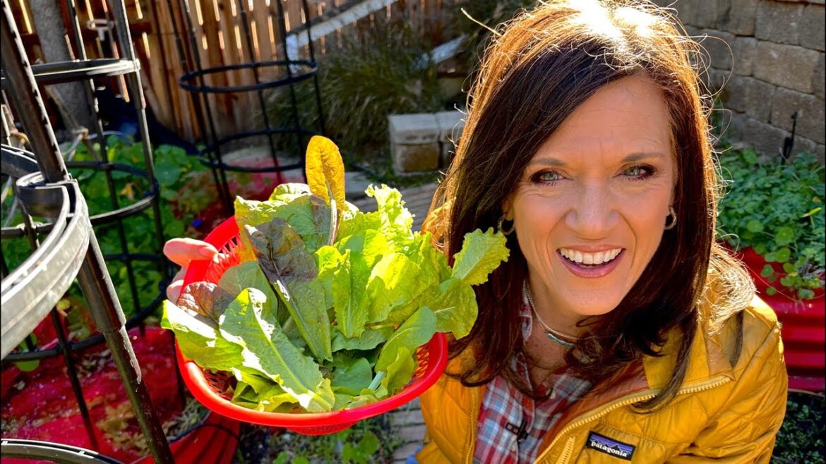 CaliKim: 🍅LIVE: Tiny Garden, Tasty Harvest: Small Space Vegetable Growing Tips 🍅LIVE: Tiny Garden, Tasty Harvest: Small Space Vegetable Growing Tips