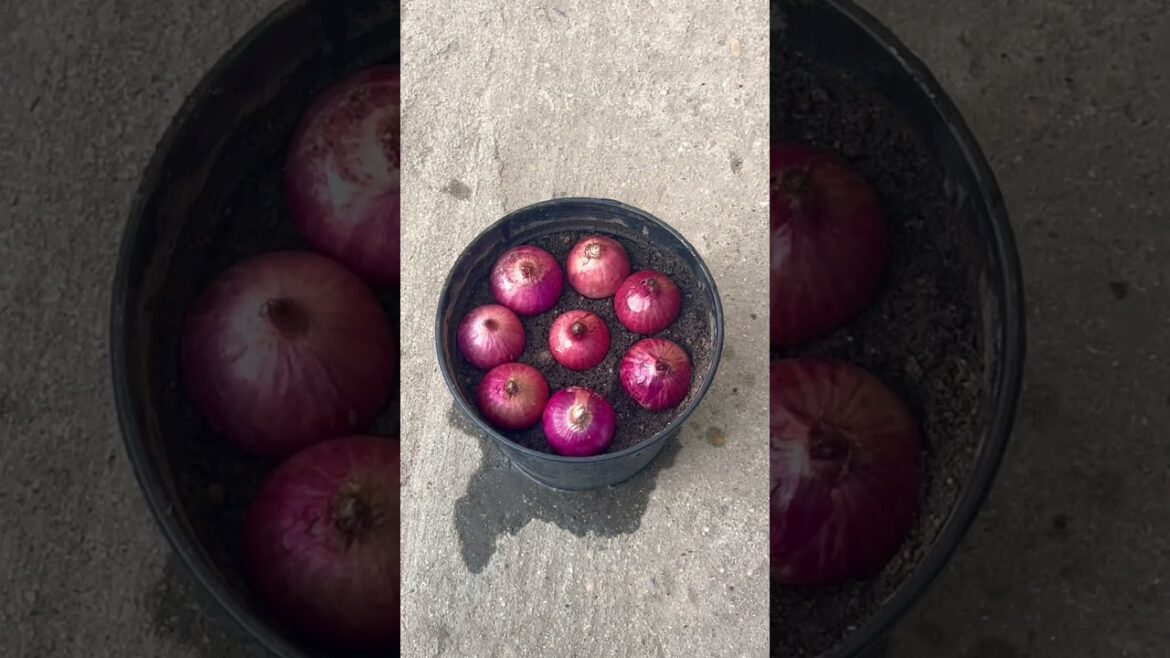 Grow onion leaves on small plastic container