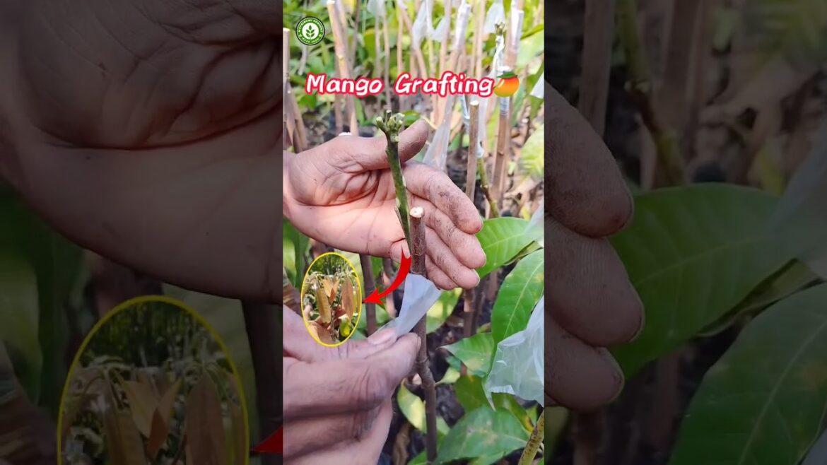 Full Information Mango Grofting Trees//#Short#Video For Plants Sale📲Ph=9134227145 Full Information Mango Grofting Trees//#Short#Video For Plants Sale📲Ph=9134227145
