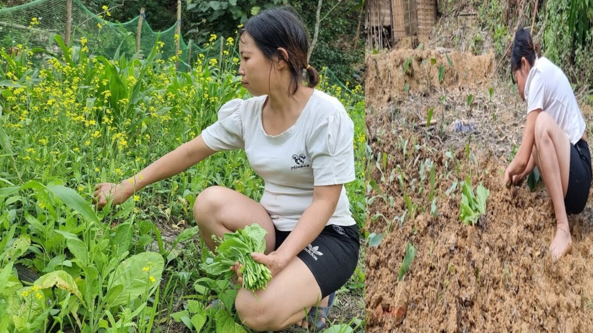 Tập 3 Vegetable gardening, to improve Mai's daily life