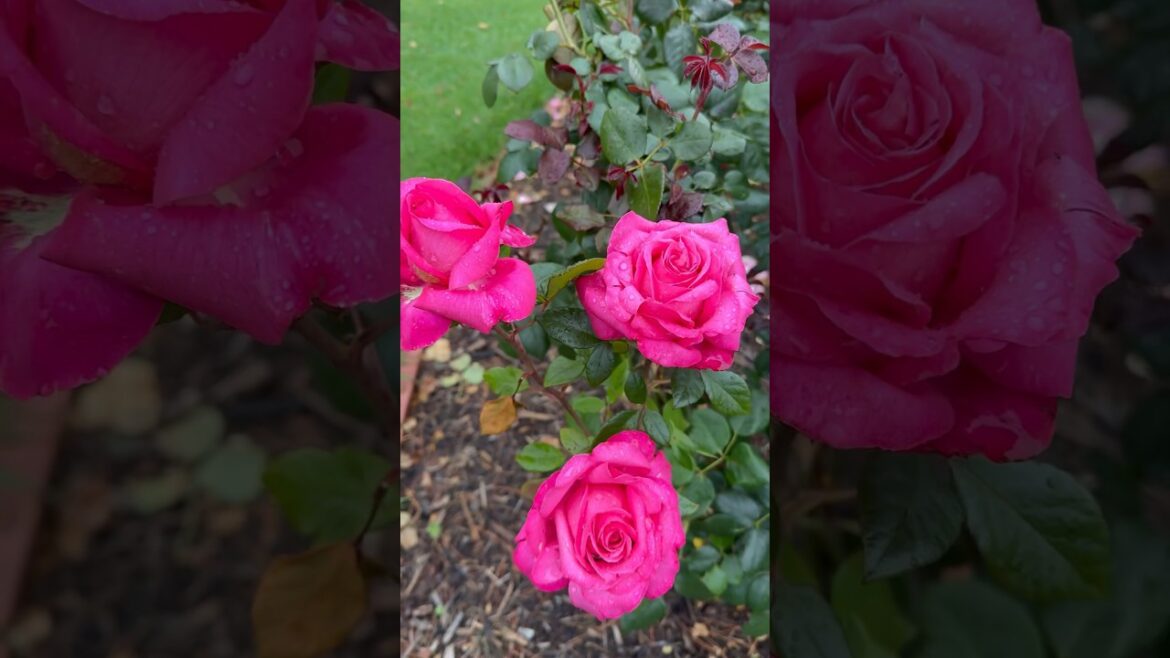 Pink rose garden 🍃🥀🍃 #rose #garden #trending #trend #viral #yt #youtubeshorts #youtube #nature