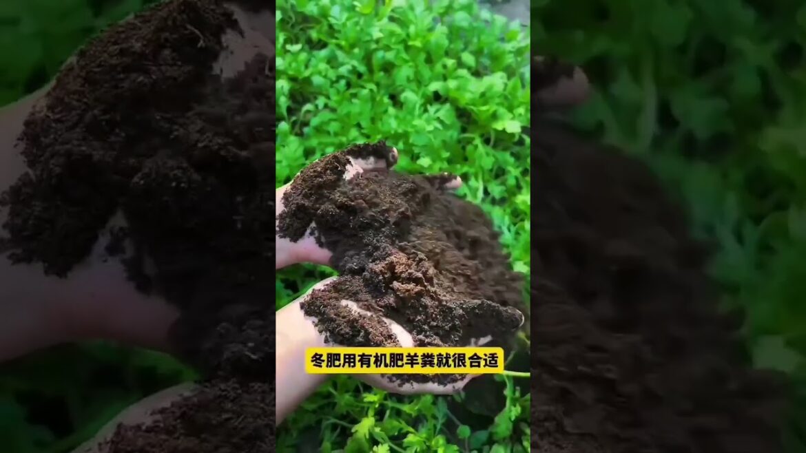 My life part of growing garden and vegetable #diygarden #vegetable My life part of growing garden and vegetable #diygarden #vegetable