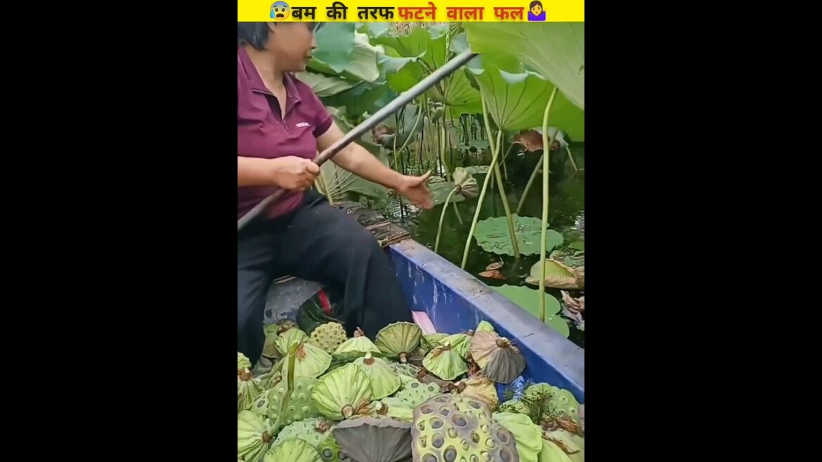 🤷♀️बम की तरफ फटने वाला फल😨 #shortvideo #villagelife @FactsMine 🤷♀️बम की तरफ फटने वाला फल😨 #shortvideo #villagelife @FactsMine