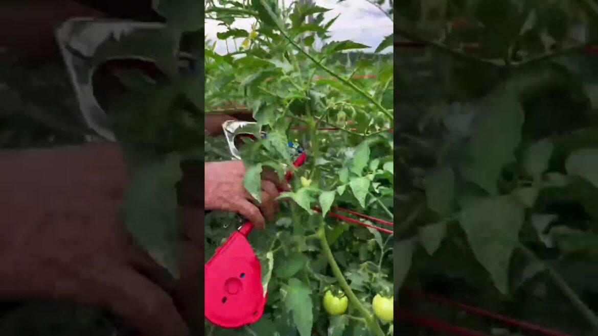 My life part of growing garden and vegetable #diygarden #vegetable