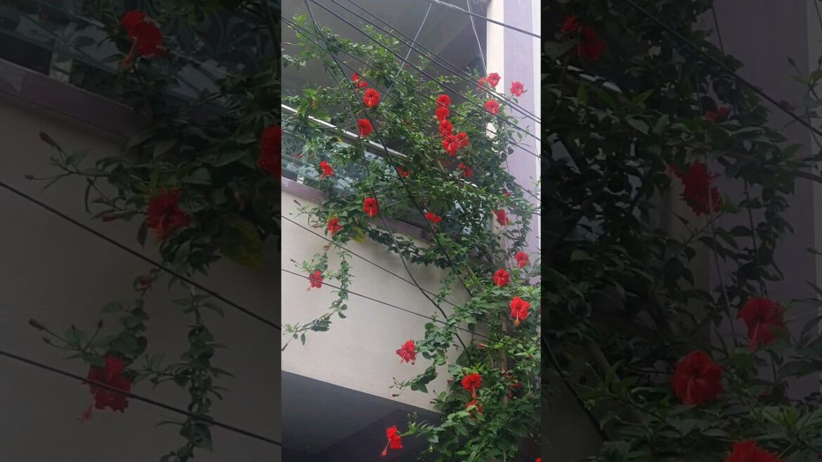 Mandara Puvu | Blooming Bliss: Our Home Garden with Mandaram Flowers 🌺🌿