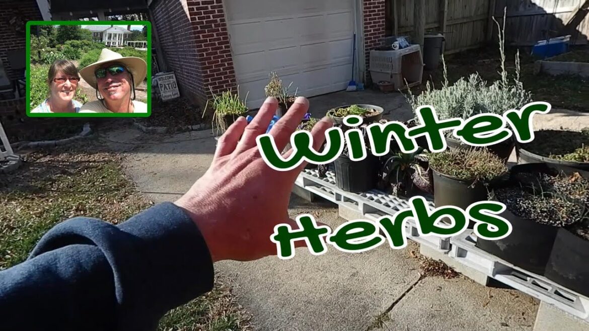 An Herb Garden Tour in Winter With Spring Plans An Herb Garden Tour in Winter With Spring Plans