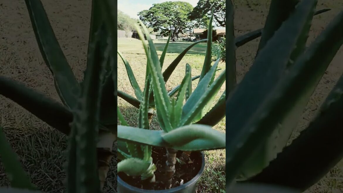 Aloe Vera Plants Organically Growing In A Pot #garden #gardening #organic #gardeningtips #farming