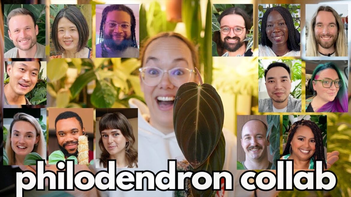 Our favourite philodendron! Holiday collab | Plant with Roos and friends Our favourite philodendron! Holiday collab | Plant with Roos and friends