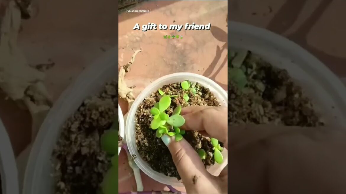 Jade plant | how to grow jade plant | Vikas gardening | #shorts #gardening #jade #viral #succulents Jade plant | how to grow jade plant | Vikas gardening | #shorts #gardening #jade #viral #succulents