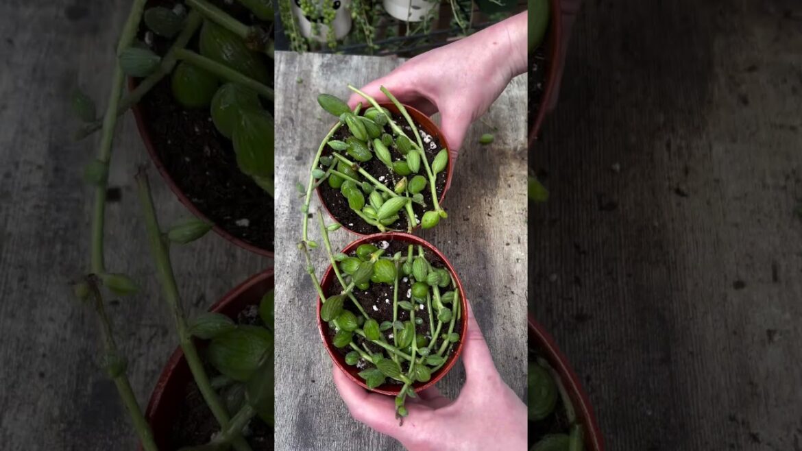 Let’s propagate some of our String of Watermelons 🌱 | Plant Gardener Let’s propagate some of our String of Watermelons 🌱 | Plant Gardener