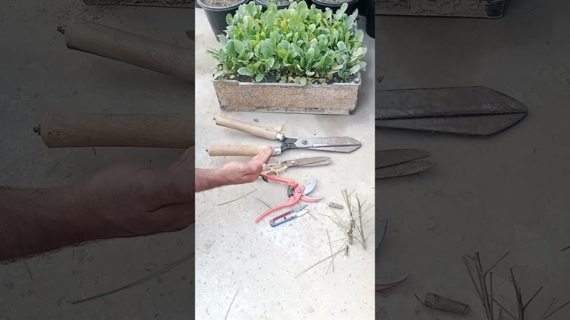 Gardening tools for beginners