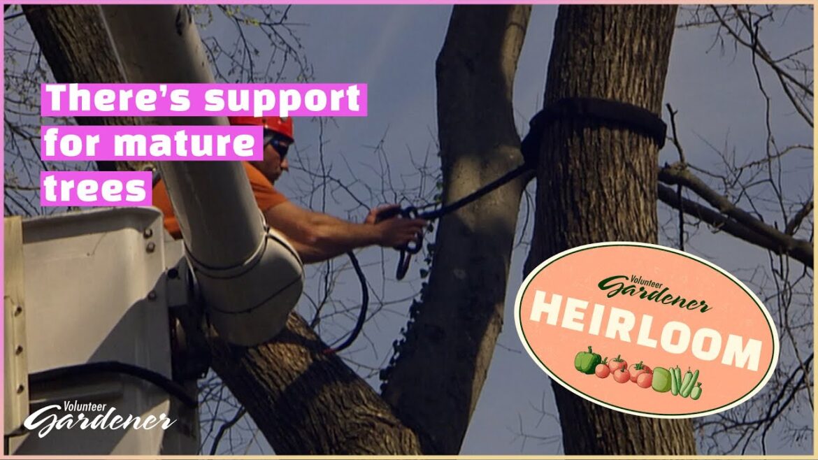 Tree Cabling | Volunteer Gardener