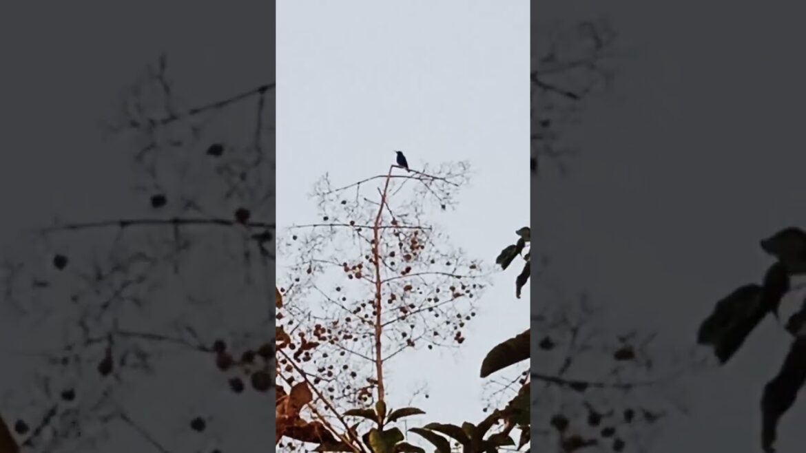 Love Bird In My Garden