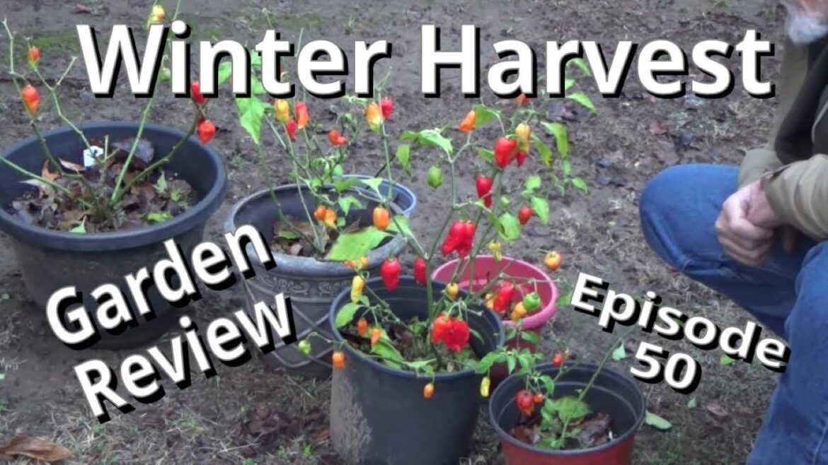 Container Harvest And Winter Garden Review, Episode 50, 12-23-2023