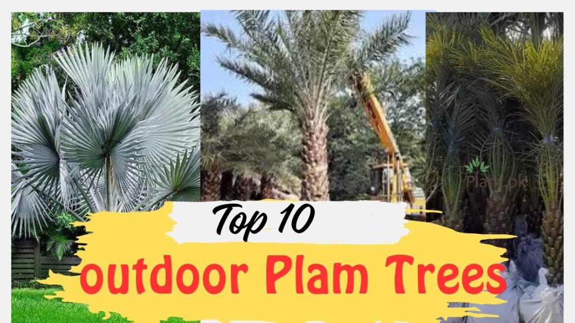 Top 10 palm trees | outdoor plam trees | best Plam trees for outdoor