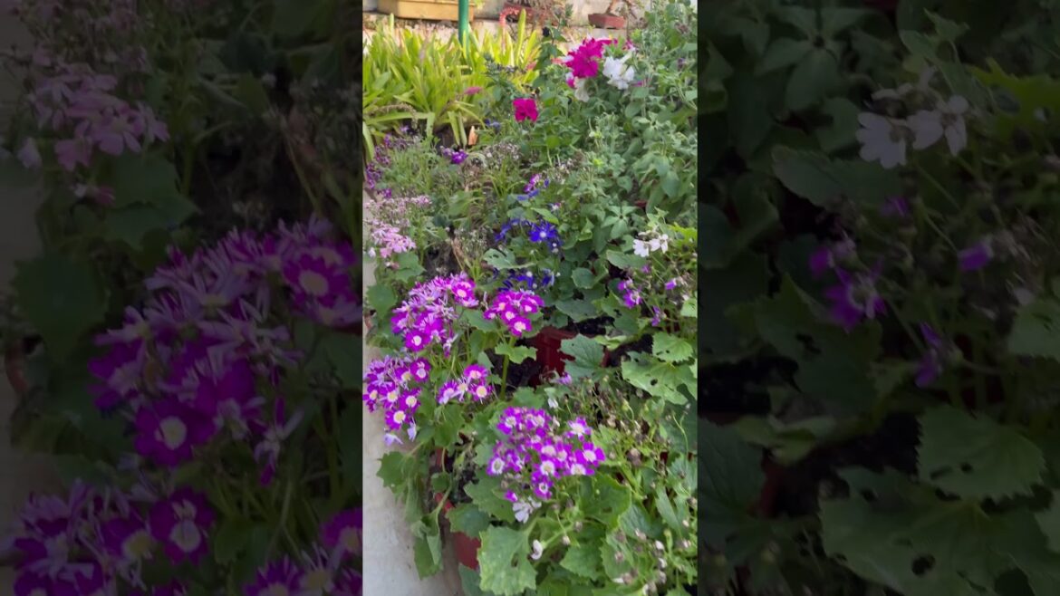 Glass house | Ooty | Botanical garden | so beautiful wow Glass house | Ooty | Botanical garden | so beautiful wow