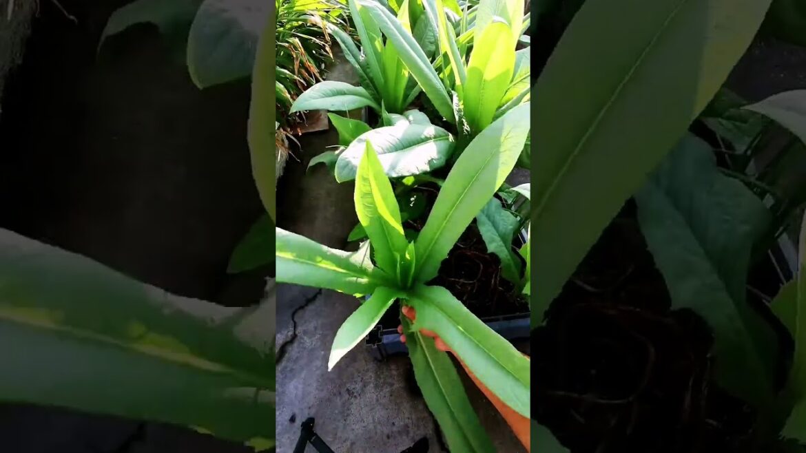 My growing garden and vegetable #shorts #garden #vegetable My growing garden and vegetable #shorts #garden #vegetable