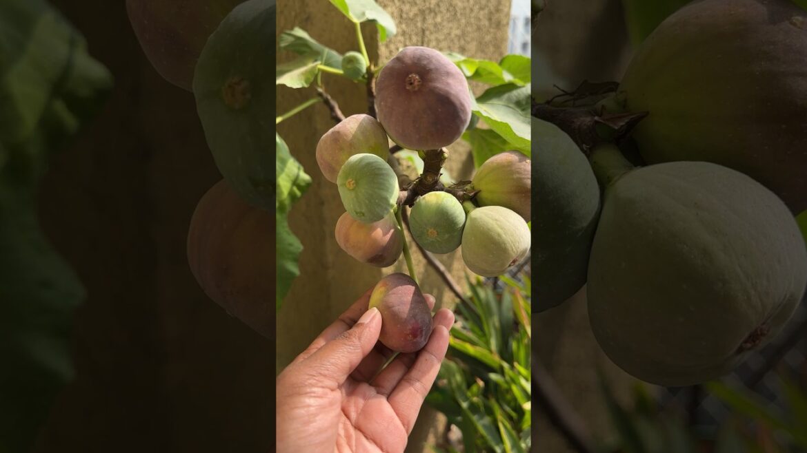 Figs😘Harvest😘Balcony Garden😘Container Gardening#shorts #trending #ytshorts #short #viralvideo Figs😘Harvest😘Balcony Garden😘Container Gardening#shorts #trending #ytshorts #short #viralvideo