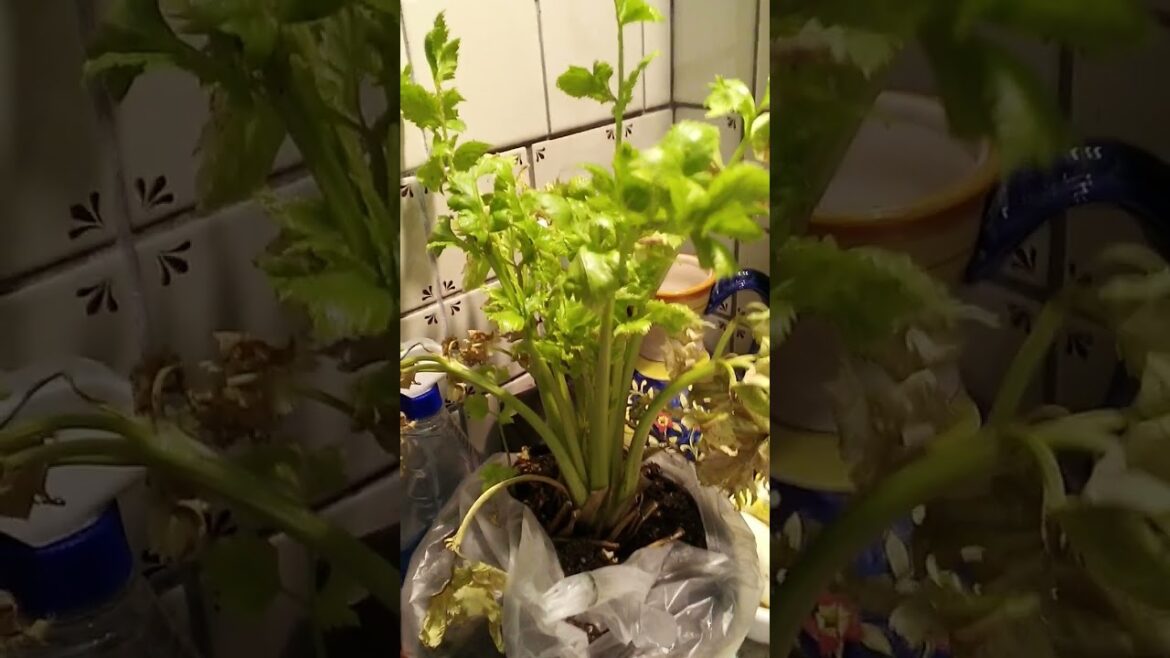 Celery in a Container #garden #plants #food
