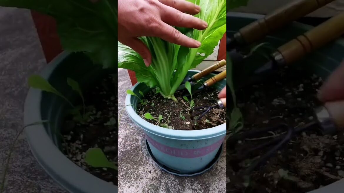 My  growing garden and vegetable   #shorts #garden #vegetable