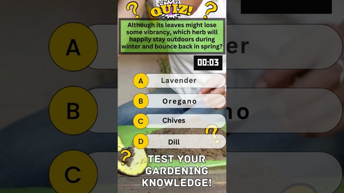 Plant it and forget it!This Lazy Gardener's Dream Herb Rules Winter #shorts #wintergardening #herbs