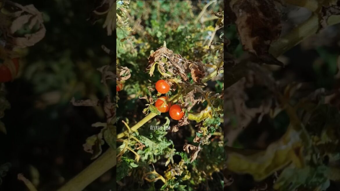 Solanum sisymbriifolium | Sticky Nightshade | The fire-and-ice plant | Withering on the roadside