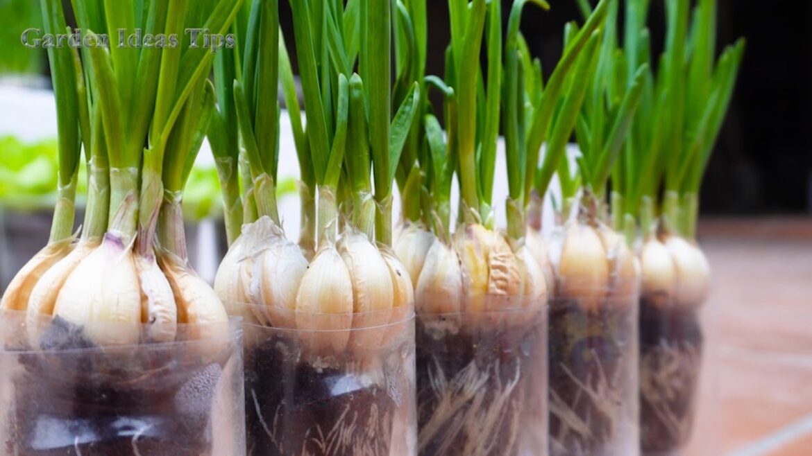 Growing Garlic Using Hydroponics Method on the Balcony, Gardening Tips for Vegetables
