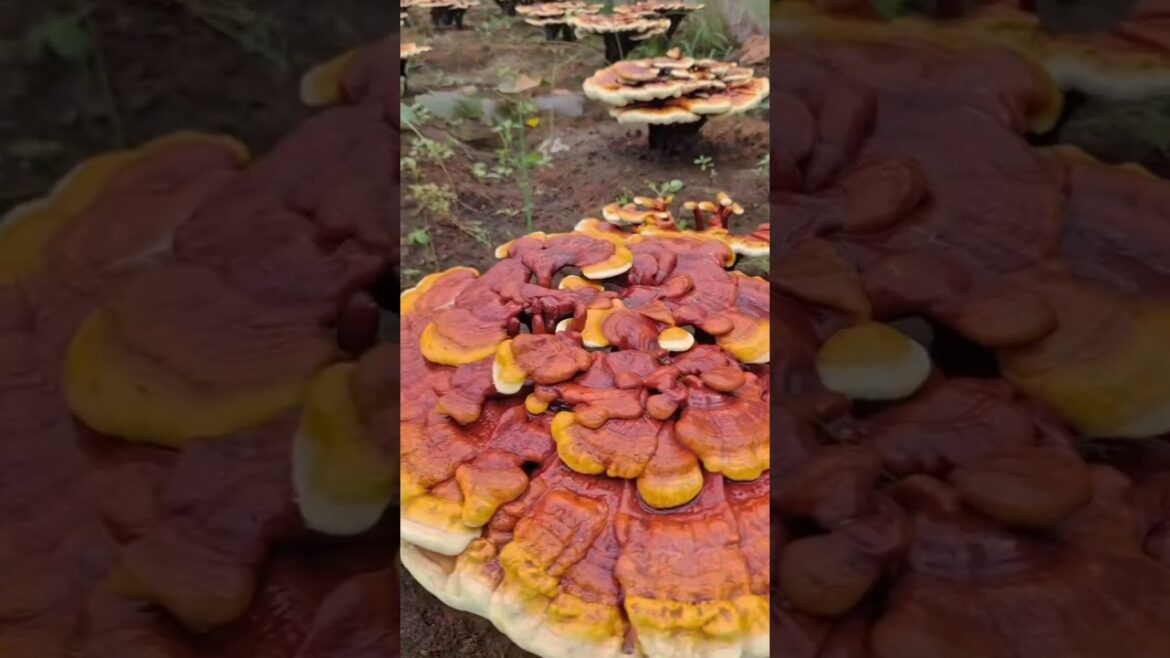 GROWING MUSHROOMS LINGZHI IN THE GARDEN #Satisfying #agriculture GROWING MUSHROOMS LINGZHI IN THE GARDEN #Satisfying #agriculture