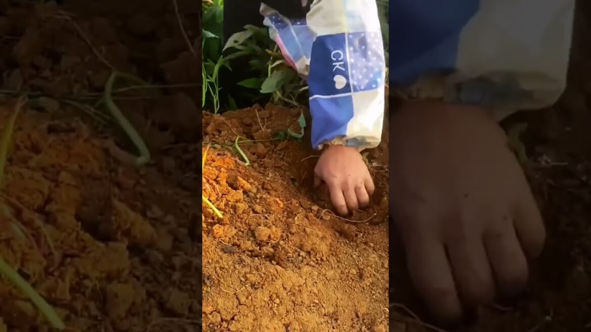 My life part of growing garden and vegetable #diygarden #vegetable